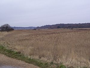 Hook with Warsash Nature Reserve - geograph.org.uk - 1181779.jpg