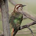 Horsfield's Bronze-Cuckoo Newhaven