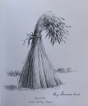 Illustration of a Welsh Barley Sheaf known as a Geifr, from the book “The First Principles of Good Cookery “by Lady Llanover, first published in 1867