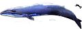 Image-Blue Whale and Hector Dolphine Colored