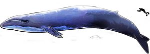 Image-Blue Whale and Hector Dolphine Colored