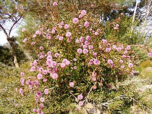 Isopogon cuneatus 01