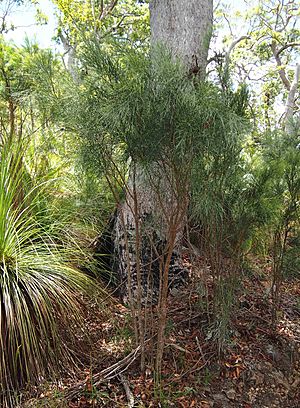 Jacksonia scoparia plant.jpg