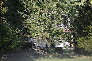 Kippax Plantation house through the trees