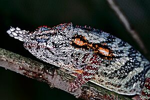 Lesser Chameleon (Furcifer minor) male (7641365430).jpg