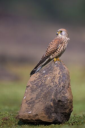 Kestrel Call Rspb