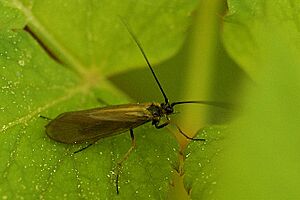 Limnephilus.auricula