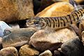 Logperch
