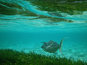 Maldives Humpback unicornfish, Naso brachycentron.jpg