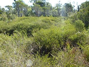 Melaleuca acutifolia (habit)