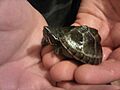 Musk turtle