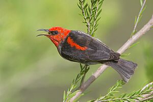 Myzomela sanguinolenta - Windsor Downs Nature Reserve