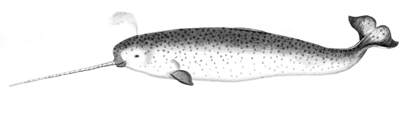 Narwhalsk cropped
