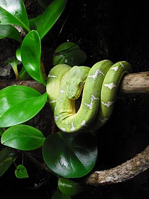 National Aquarium in Baltimore Snake