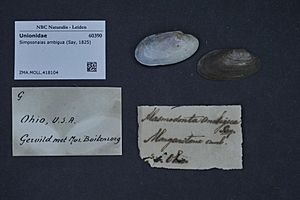 Naturalis Biodiversity Center - ZMA.MOLL.418104 - Simpsonaias ambigua (Say, 1825) - Unionidae - Mollusc shell.jpeg