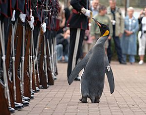 Nils Olav inspects the Kings Guard of Norway after being bestowed with a knighthood at Edinburgh Zoo in Scotland