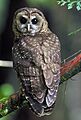 Northern Spotted Owl.USFWS-thumb