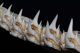Odontaspis ferox-Requin Dents02-Montpellier-4819~2015 10 02
