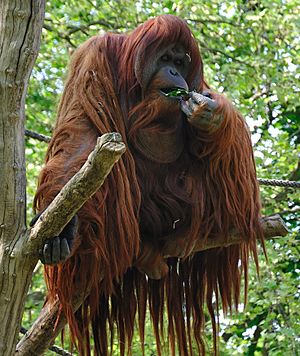 Orangutan -Zoologischer Garten Berlin-8a
