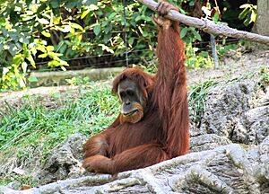 Orangutan 001