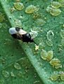 Orius insidiosus from USDA 2