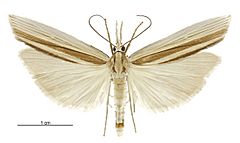 Orocrambus angustipennis male.jpg