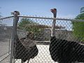 Ostriches at Las Vegas Zoo