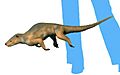Palaeosinopa NT