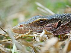 Peach-throated monitor (Varanus jobiensis)