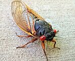 Pharaoh Cicada