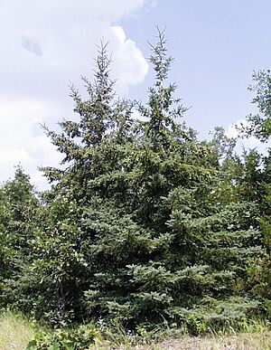 Picea glauca