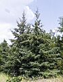 Picea glauca