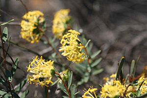 Pimelea angustifolia.jpg