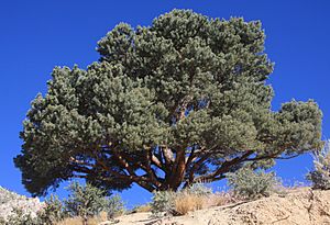 Pinyon pine Pinus monophylla