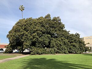 Plaza Park Morton Bay Fig Tree
