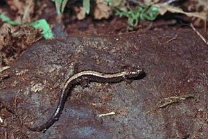 Plethodon shenandoah