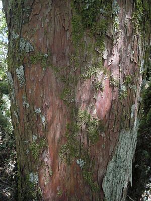 Podocarpus cunninghamii 13