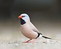 Poephila acuticauda - Bird Walk