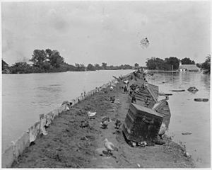 Poultry and livestock sit on levee out of floodwaters - NARA - 285965