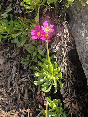 Primulasuffrutescens.jpg
