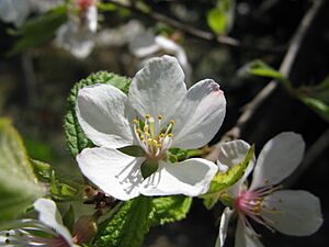 Prunus tomentosa4