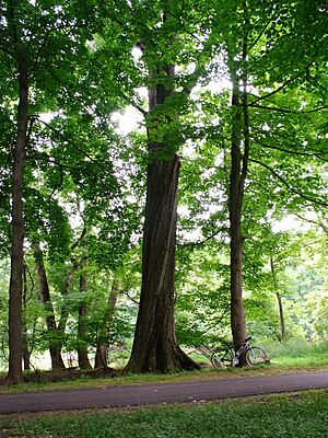 Quercus rubra 2