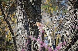 Red-shouldered hawk indy