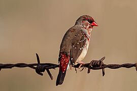 Red Avadavat at Ameenpur Lake, Hyderabad (49991153246)
