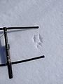 Red Squirrel Tracks in Snow