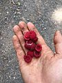Ripe thimbleberry fruit