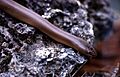 Rubber-boa-01217