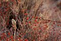 Rufous-crowned Sparrows
