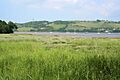 Salt marsh on the bank of the River Tamar - geograph.org.uk - 469684