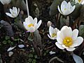 Sanguinaria canadensis